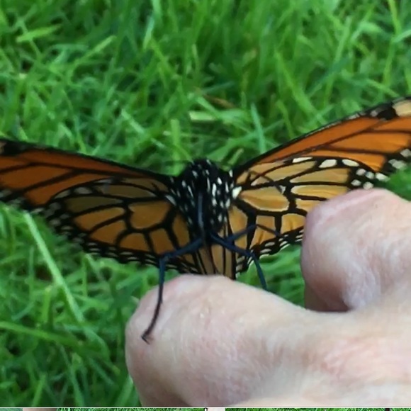 501c3 for Anthonys Hope! - Picture 8 of 8